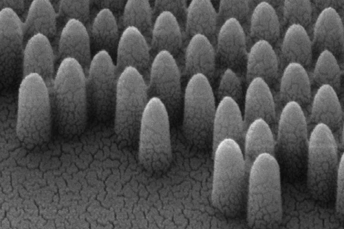 Cửa sổ thông minh lấy ý tưởng từ mắt bướm đêm