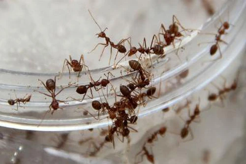 Ổ kiến trong tai