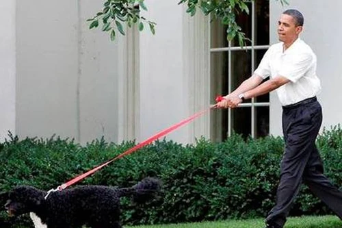 Định "bắt cóc" thú cưng của Tổng thống Mỹ 