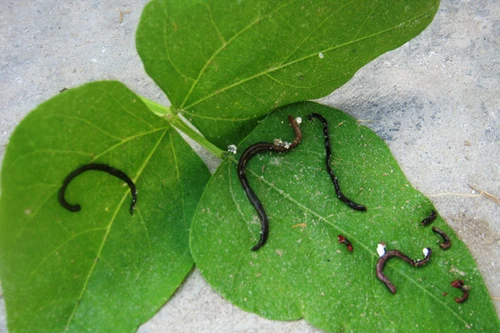 Nghệ An: Trùng lạ xuất hiện trên rau khiến người dân lo lắng