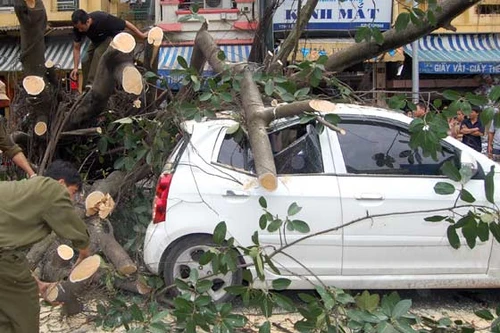 Cây đa cổ thụ “ngã” do bị chặt đứt rễ