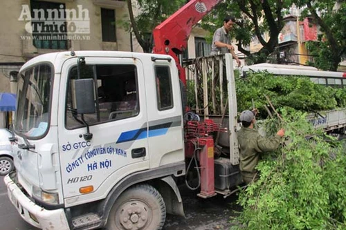 Cây bị chặt là thàn mát chứ không phải cây sưa 