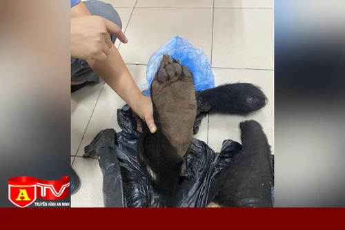 Phát hiện vụ vận chuyển 4 chi gấu ngựa quý hiếm