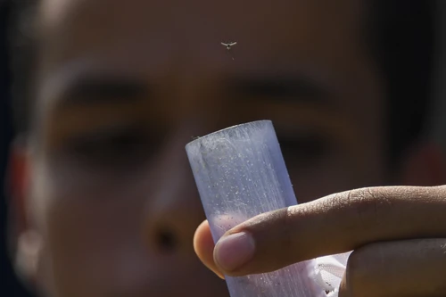 Brazil thả hàng triệu muỗi mang vi khuẩn ngừa sốt xuất huyết ra môi trường