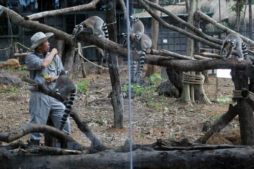 Thực hư thông tin thú chết hàng loạt tại Vinpearl Safari Phú Quốc