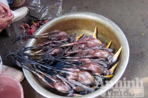 Xót lòng cảnh cả nghìn chim trời bị xẻ thịt mỗi ngày