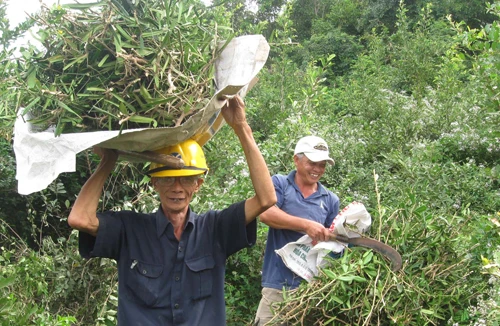 Đổ xô đến núi đào bới, tìm cây “thần dược”