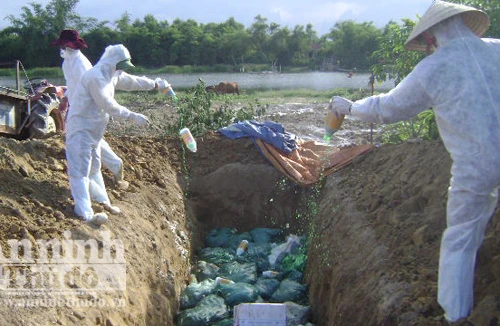 Tiêu huỷ hơn 1.100 con vịt nhiễm H5N1