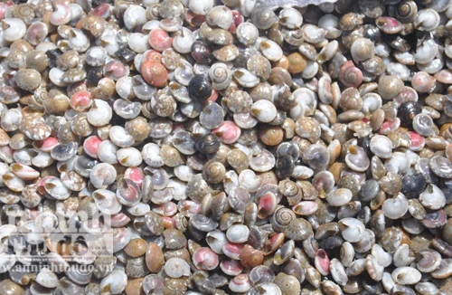 Ngư dân nghèo được mùa cào "lộc biển"