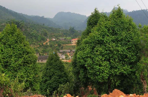 Khẩn cấp bảo tồn loài gỗ quý pơ mu và thông lá dẹt