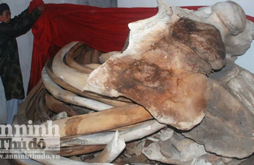 Phục dựng xương cá voi lớn nhất tại quê hương Hải đội Hoàng Sa