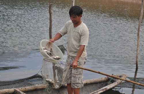 Cá đồng loạt chết trắng sau lũ
