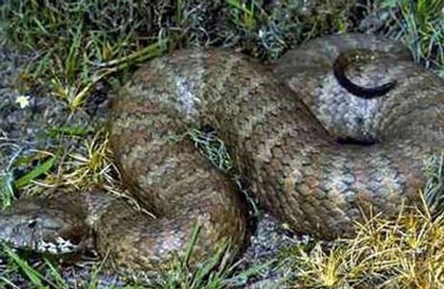 Nhận định và sơ cứu rắn độc cắn