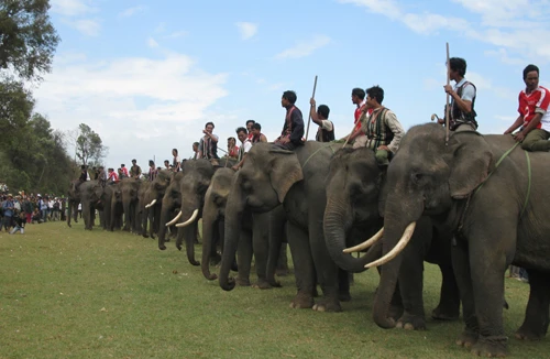 Bảo tồn voi Tây Nguyên: Vẫn nói nhiều và làm trên... giấy