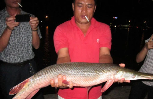 Bắt được con cá có hình dạng kỳ lạ, dài gần 1 mét