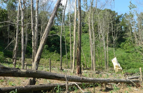 “Cạo trọc” rừng phòng hộ đầu nguồn