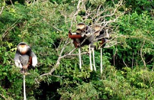 Đi săn voọc trái phép… bắn chết người