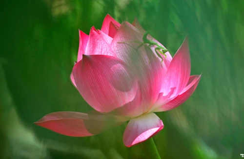 6 bức hình dành tặng những người yêu Sen