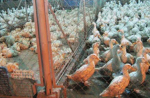 Chăm đàn gà con, một người bị điện giật chết