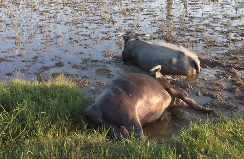 Trụ điện hở- trâu thế mạng người