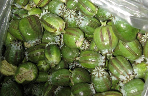 Gần 7 năm tù cho các đối tượng mua bán thuốc phiện tươi