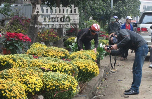Ngắm chợ hoa Tết, thấy giá mà run