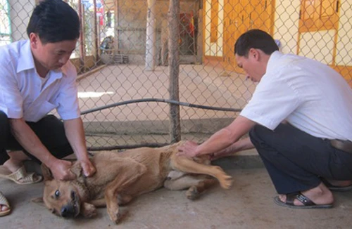 Hơn 400 người bị chó dại cắn, 3 người tử vong