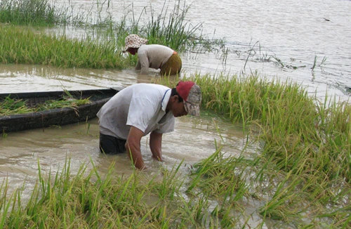 Gần 40 ha lúa hè thu bị nhấn chìm do hồ thủy lợi xả lũ