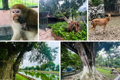Cây xanh, vườn thú Hà Nội ra sao sau khi bão Yagi quét qua?