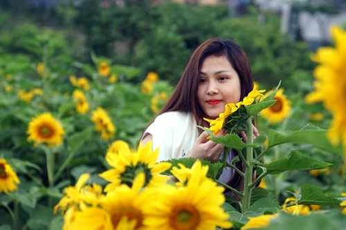 Phát hiện ngọn đồi hoa hướng dương tuyệt đẹp ngay chân núi Fansipan