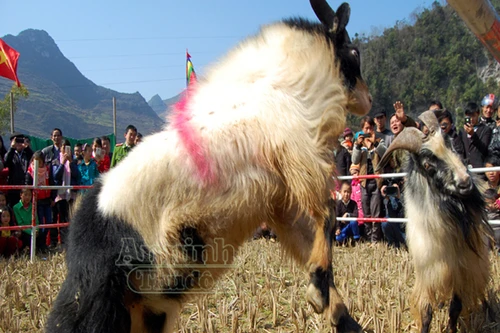 Ấn tượng những cú ra đòn của "đấu sỹ" dê trên cao nguyên đá Đồng Văn