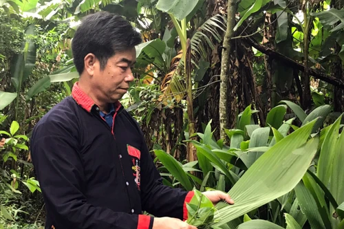 Ba Vì: Người "giữ lửa" nơi bản Dao Yên Sơn