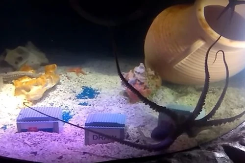 Bạch tuộc "tiên tri" Otto dự đoán vận mệnh tuyển Anh tại EURO 2016 