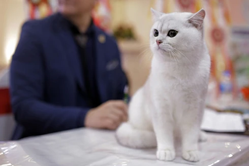 [ẢNH] Top 5 cuộc "đua sắc" dành cho động vật hấp dẫn nhất thế giới