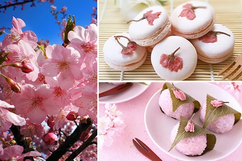 [ẢNH] Top 9 món ăn "độc lạ" từ hoa anh đào chỉ có tại Nhật Bản