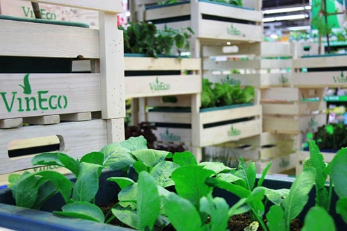 Hệ thống Vinmart chính thức phân phối rau sạch VinEco
