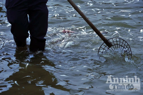 Cá chết hàng loạt ở hồ Tây: Hàng trăm công nhân vớt từ sáng đến chiều chưa hết