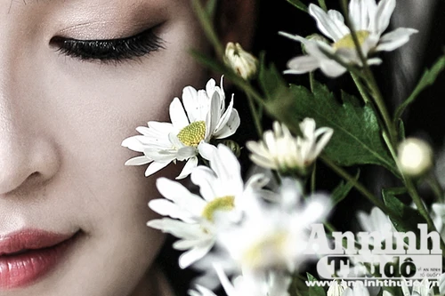 Đắm say vẻ đẹp thiếu nữ Hà Thành bên cúc họa mi