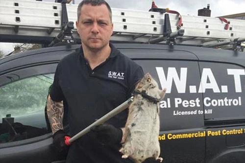 Phát hoảng với chuột khổng lồ