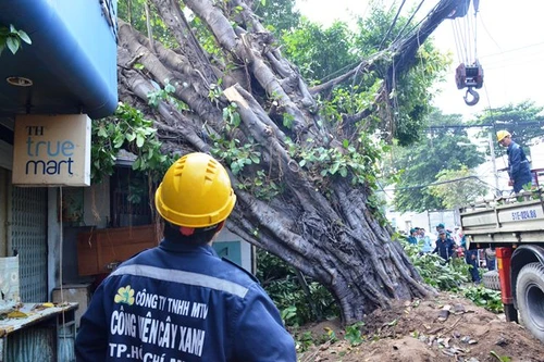 Cổ thụ đổ trúng nhà dân, nhiều người thoát nạn