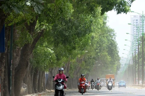 Dự án mở rộng đường Phạm Văn Đồng: Cân nhắc kỹ lưỡng việc di dời, chặt hạ 1.300 cây xanh