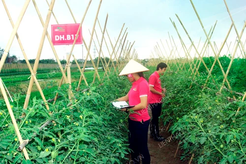 Rau sạch truy xuất tới tận ruộng