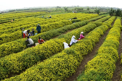 Làng hoa cúc "tiến vua" tất bật chuẩn bị đón Tết