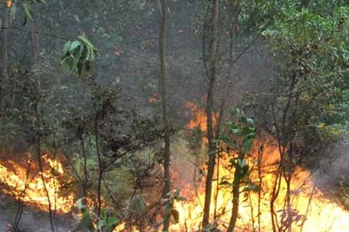 Một phụ nữ bị khởi tố do gây cháy rừng 