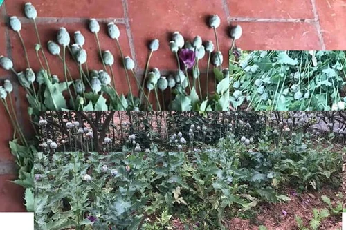 Phát hiện, thu giữ 214 cây anh túc tại vườn một số hộ gia đình 