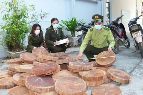 Thủ đoạn tiếp tay cho các đối tượng phá rừng gỗ quý 