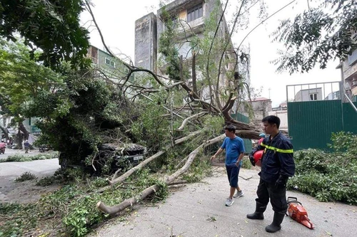 Cứu hộ vụ cây xanh đổ trúng ô tô đang lưu thông trên phố 