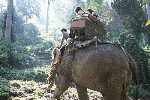 Du khách đến Thái Lan lo lắng sau vụ voi giẫm chết quản tượng 