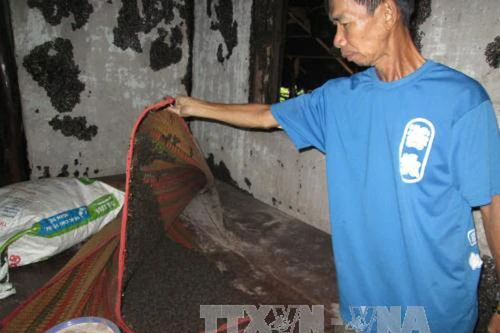 Bọ đậu đen hoành hành ở Bình Phước 