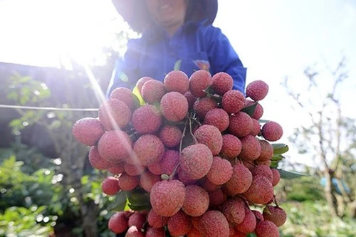 Sắp có quả vải tươi bán quanh năm
